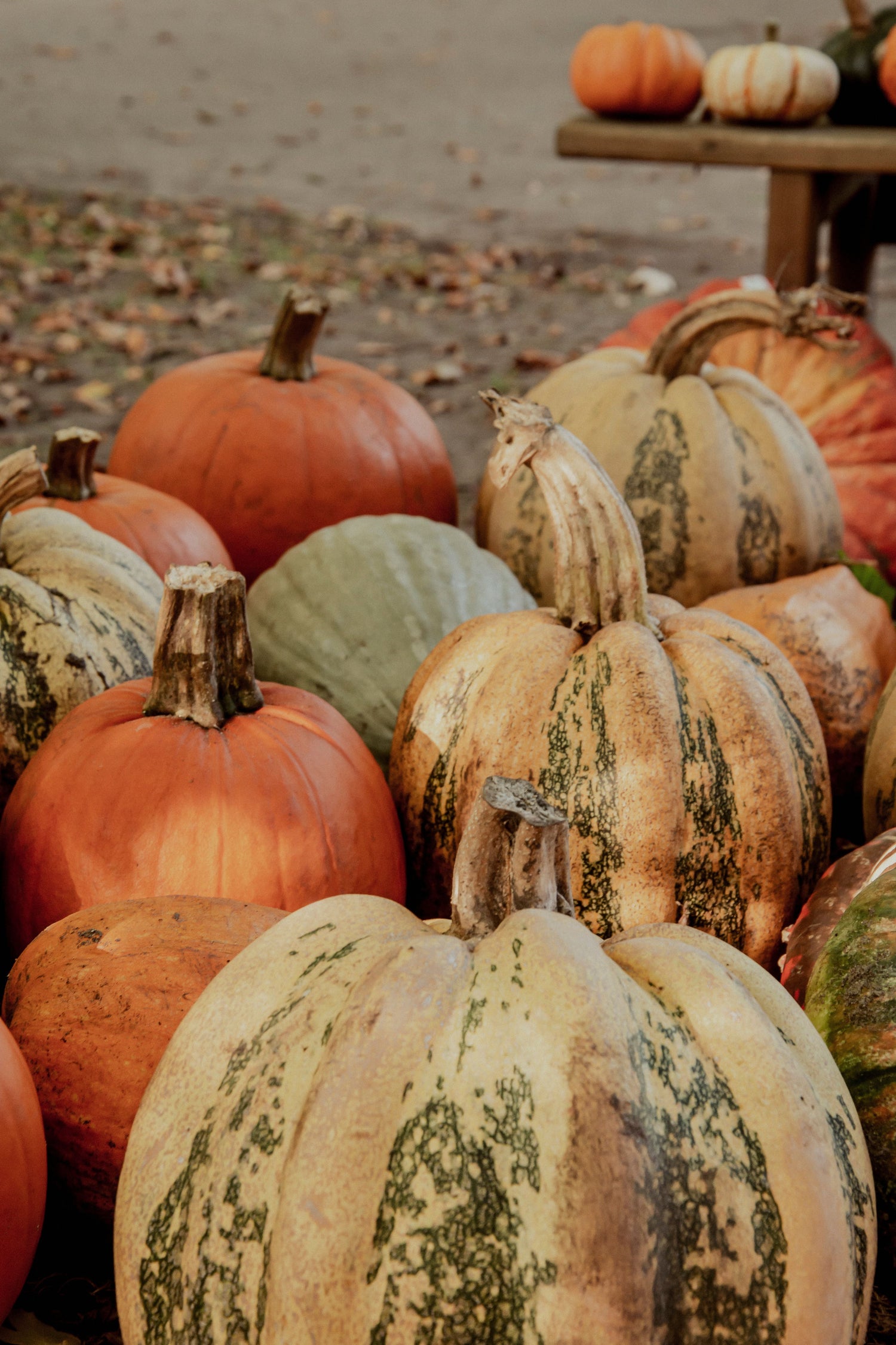 close up of a white pumpkin